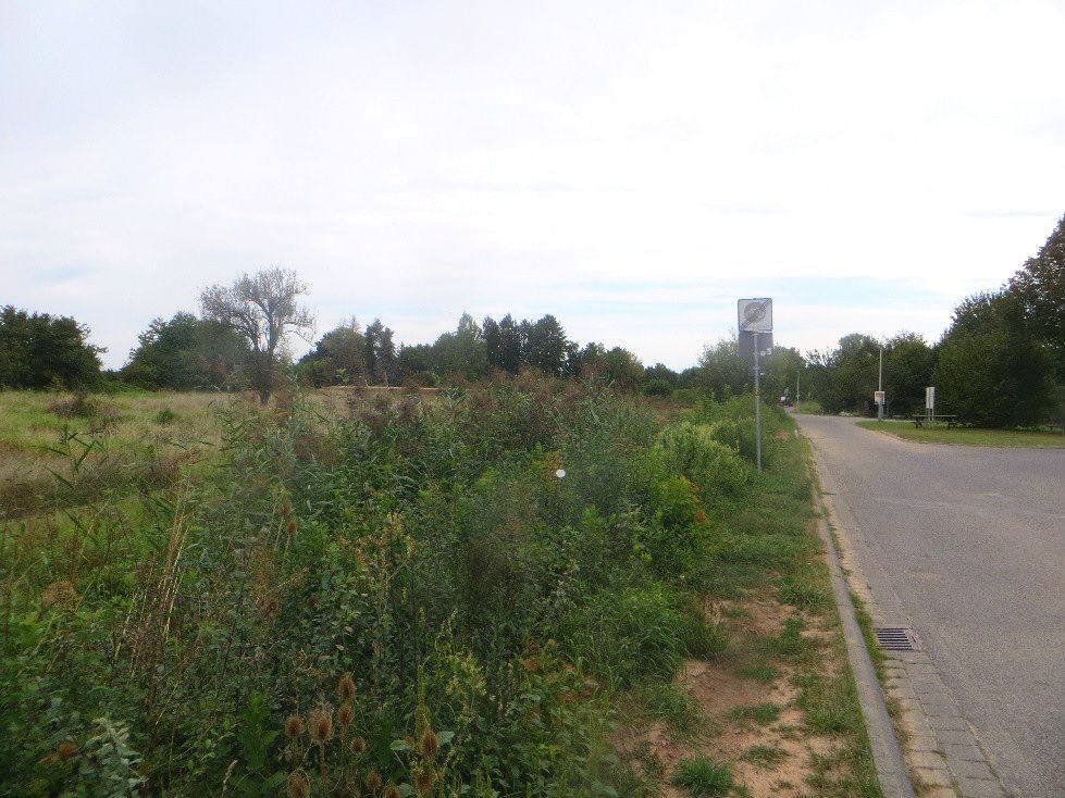 Rodungsarbeiten fr die Renaturierung des Pflaumbachs1 AG