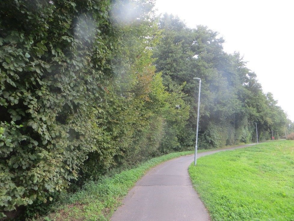 Rodungsarbeiten fr die Renaturierung des Pflaumbachs AG